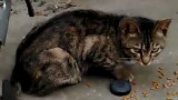 愚蠢的人类:用猫叫模拟器逗猫